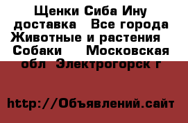 Щенки Сиба Ину доставка - Все города Животные и растения » Собаки   . Московская обл.,Электрогорск г.